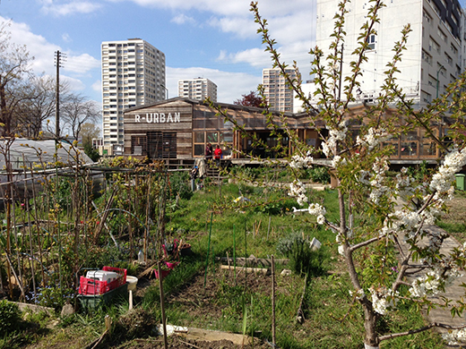 A green community garden against a backdrop of tall city buildings.