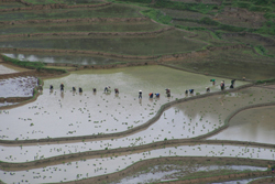 People working in a flooded field in Laos.