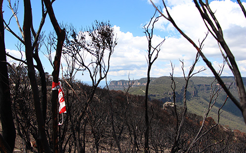 Landscape after a bushfire