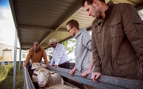 Animal science and food security students on the farm at Hawkesbury campus