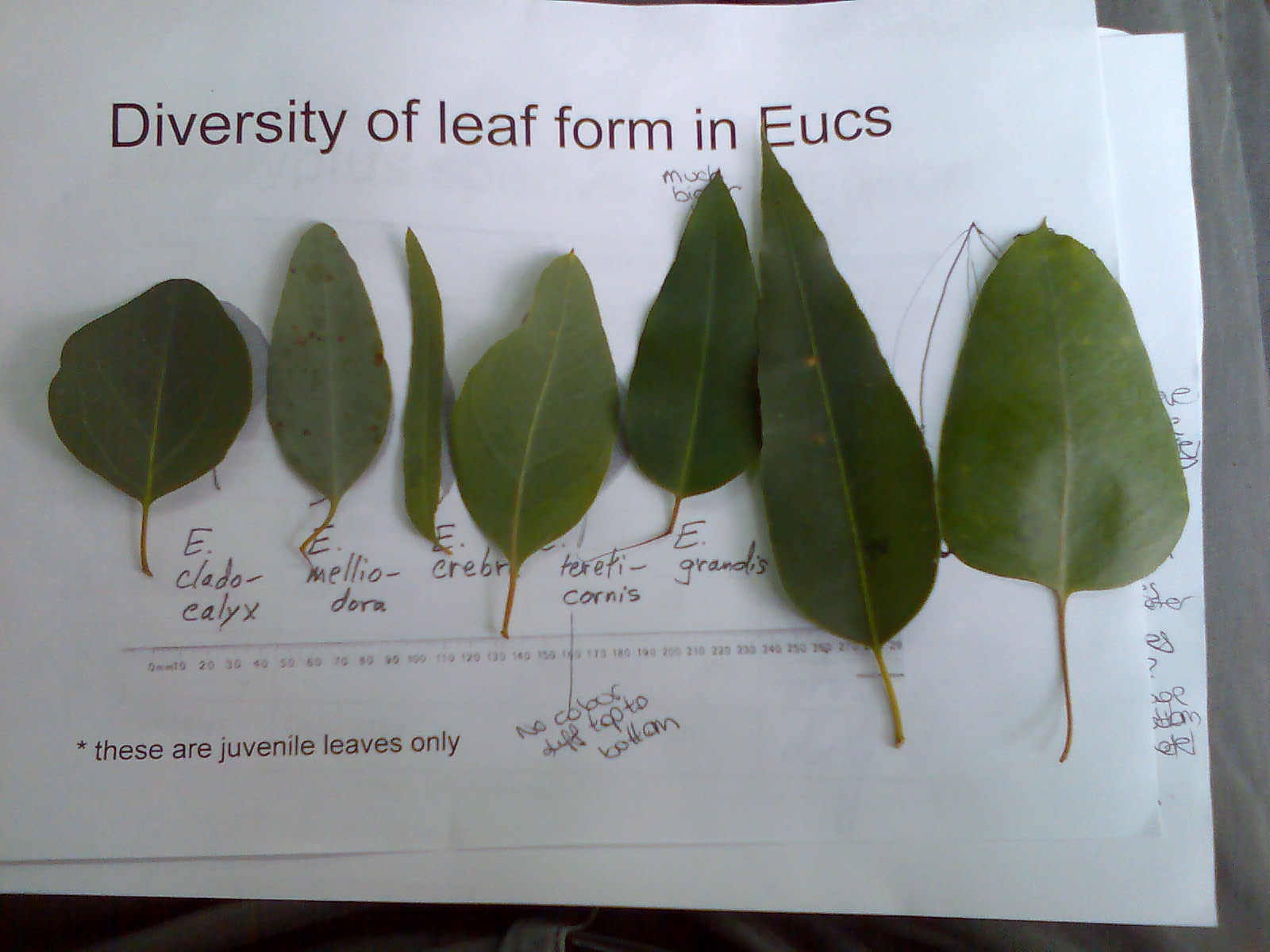 Leaf form in eucalypts