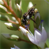 Pollination by Native Stingless Bees