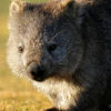 Healthy Wombats