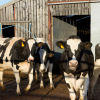 Sustainable dairy sheds