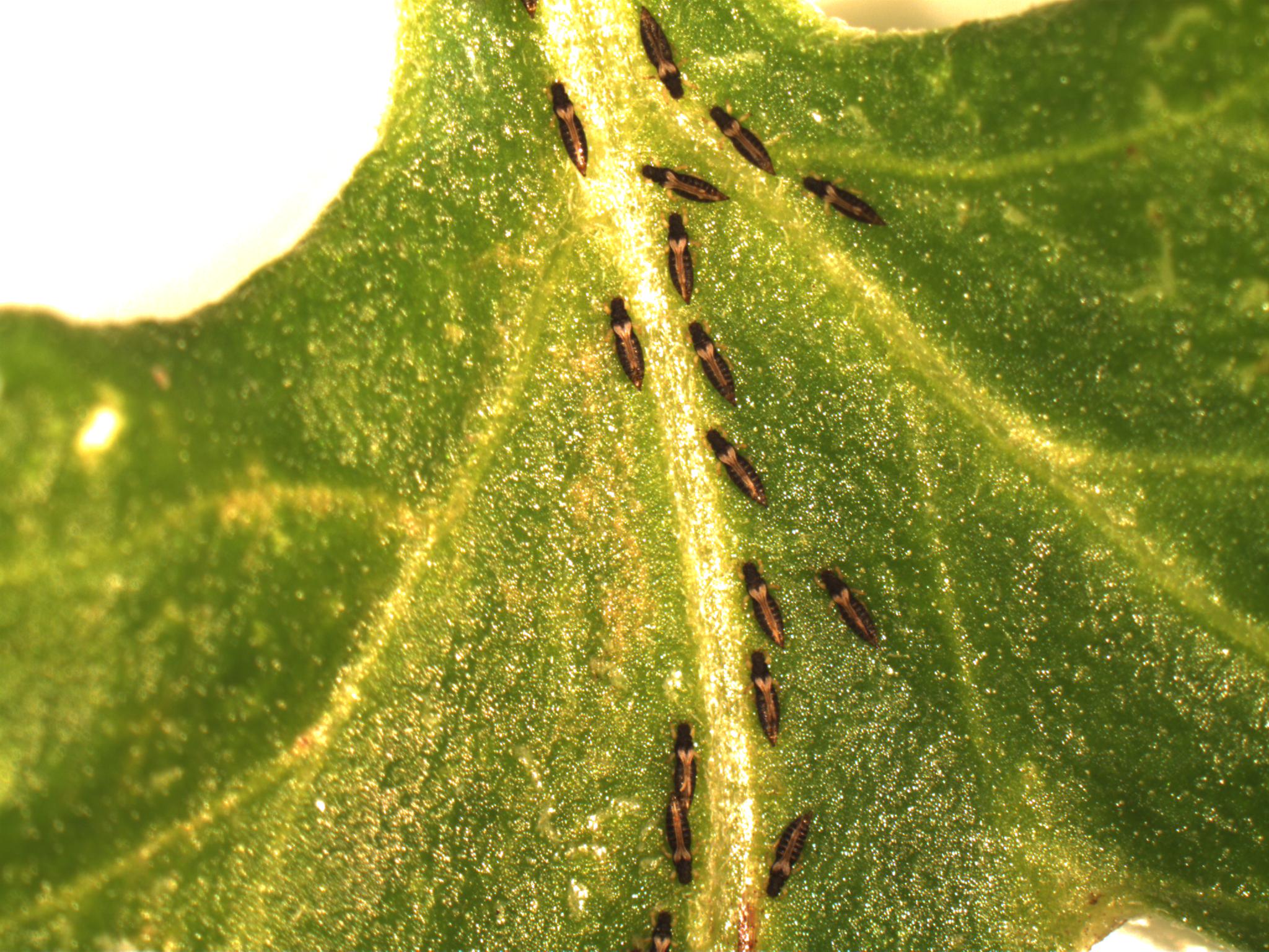 Adults feeding on leaf