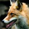 Red fox (lat. vulpes vulpes) in front of a pile of wood in the forest