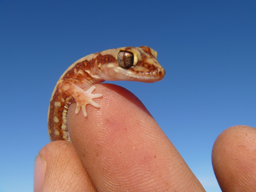 Gecko, <em>Diplodactylus stenodactylus</em>