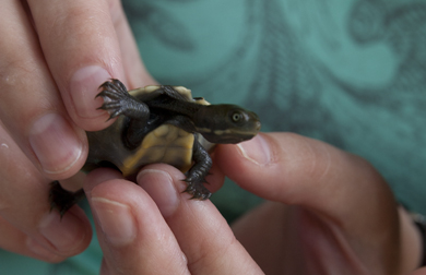 Holding a turtle hatchling