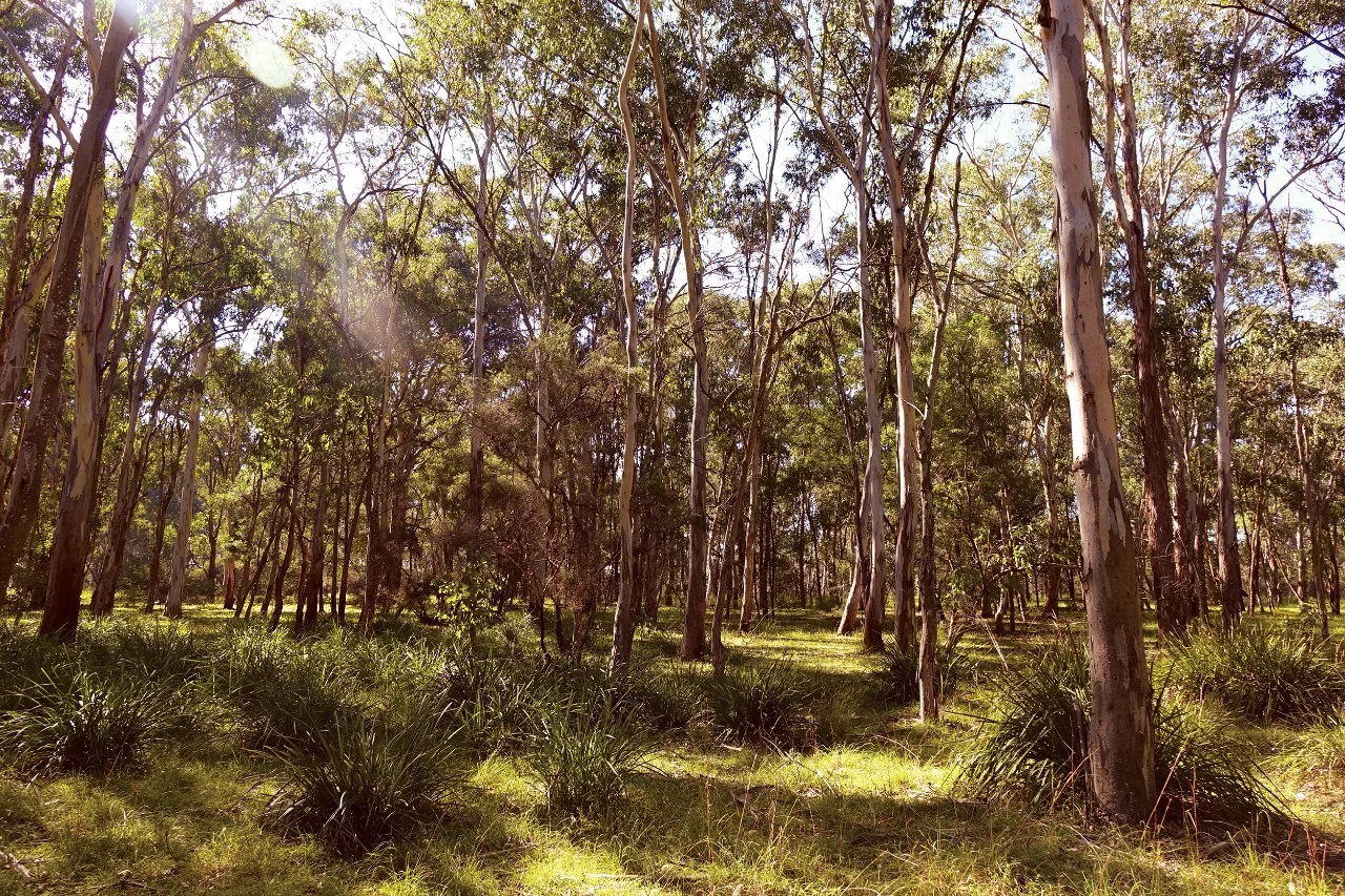Large trees