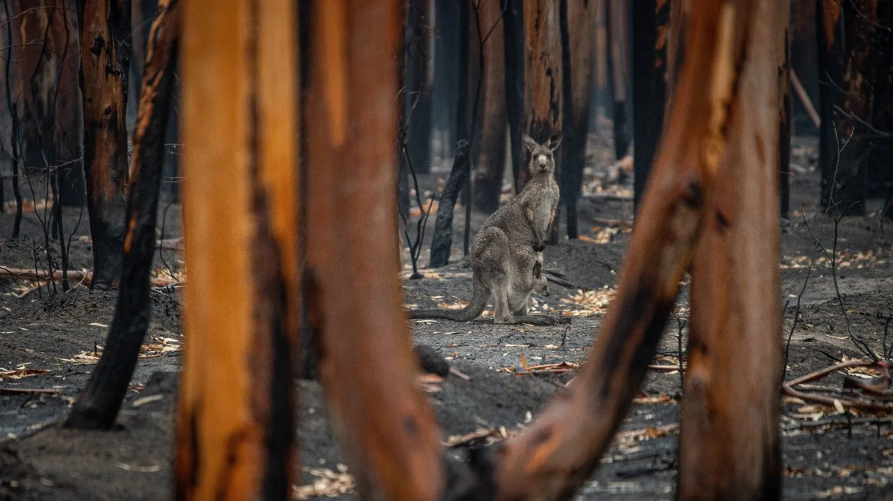 Australian Bushfires