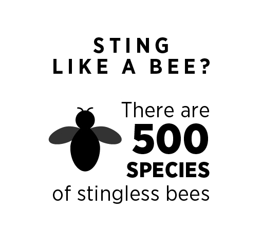 Stingless bees