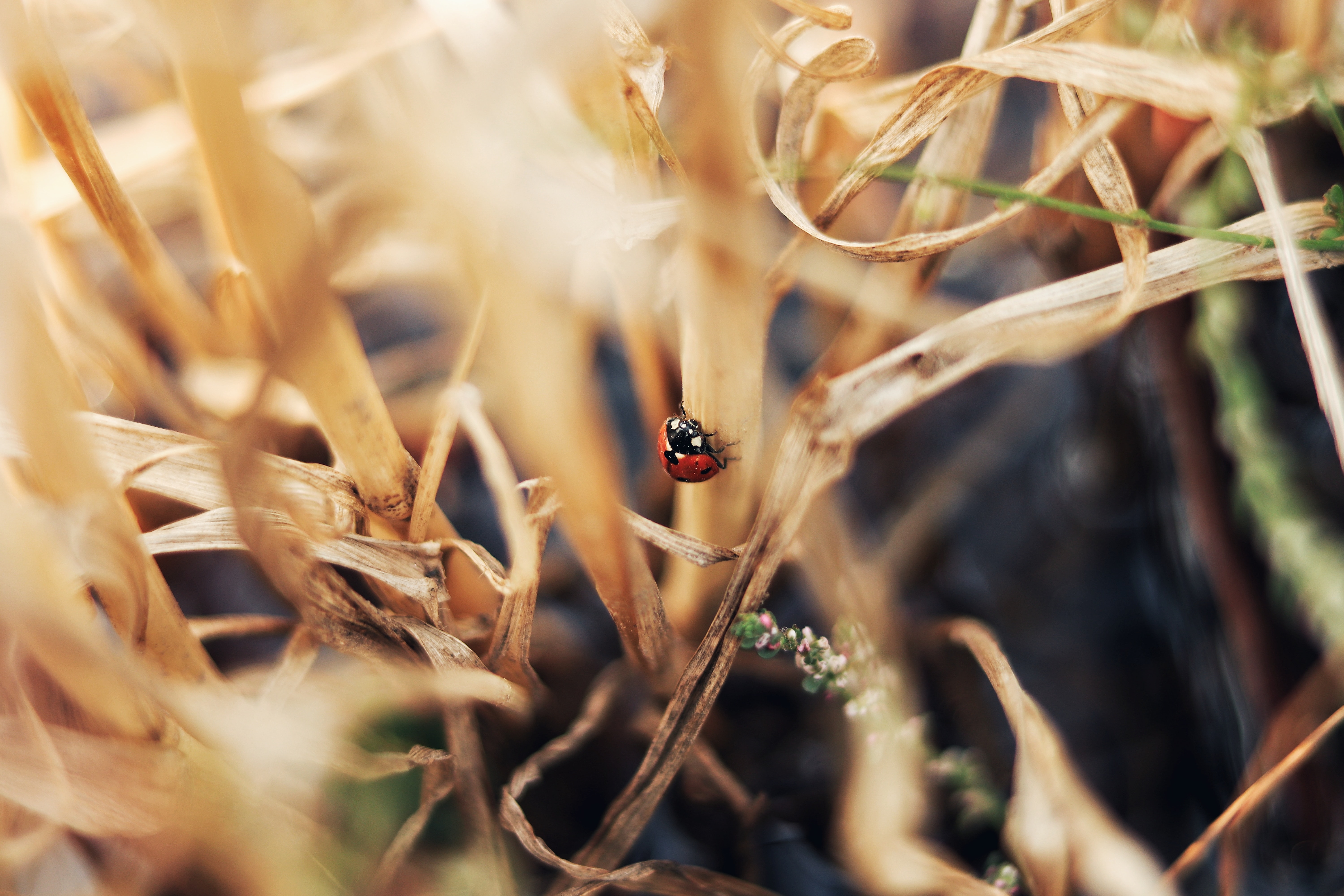 A ladybird on brown grass