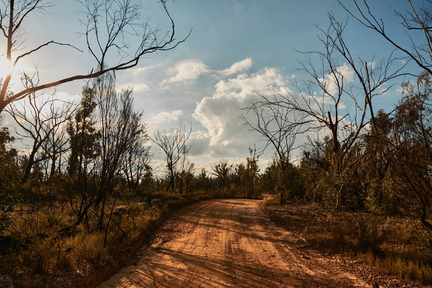 Damage from the 2019/2020 bushfires is still apparent in May 2021 at the Patterson Range Trail, in Bilpin NSW.