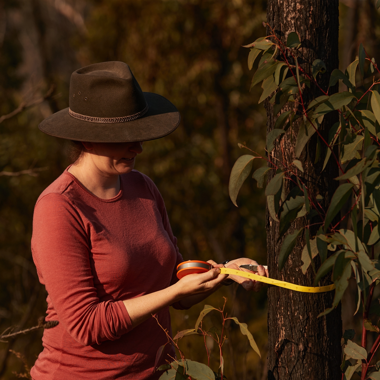 Rachael Nolan taking measurements of charred trees at Bilpin, NSW.
