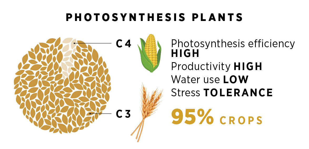 Photosynthesis Plants - Infographic